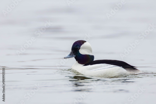 a male bufflehead swimming during the mating season on the Richelieu River in North America
