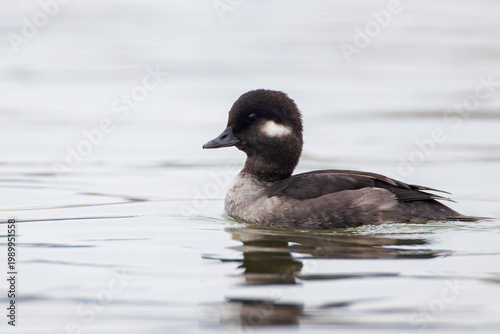 a female bufflehead swimming during the mating season on the Richelieu River in North America