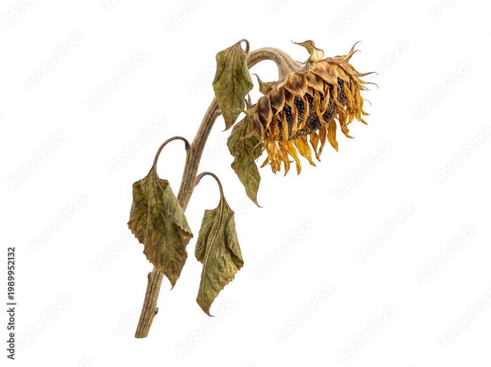 Obraz premium Dried Sunflower Head and Leaves on