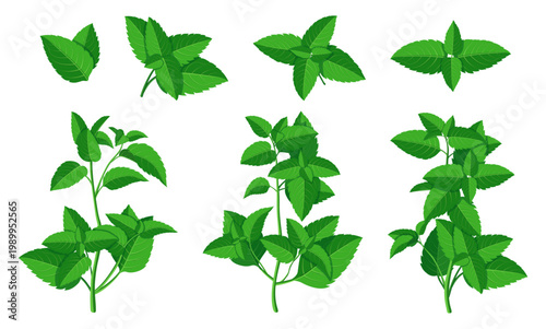 Set of fresh,aromatic mint in cartoon style. Vector illustration of branches with green mint leaves of different shapes, sizes isolated on white background. Peppermint. Mint for fragrant tea.