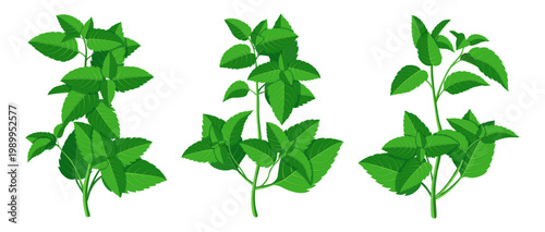 Set of branches of fragrant mint in cartoon style.Vector illustration of fresh branches with green mint leaves of different shapes, sizes isolated on white background.Peppermint.Mint for aromatic tea.