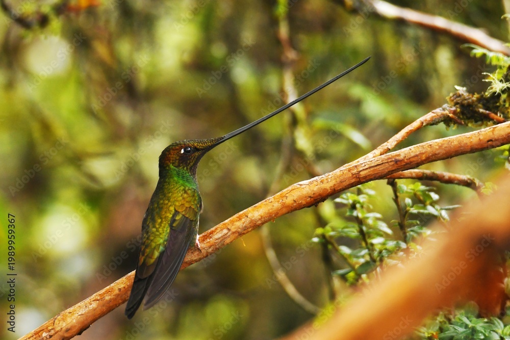 Fototapeta premium Sword-billed hummingbird (Ensifera ensifera) perched on a twig at Reserva Yanacocha, Pichincha, Ecuador