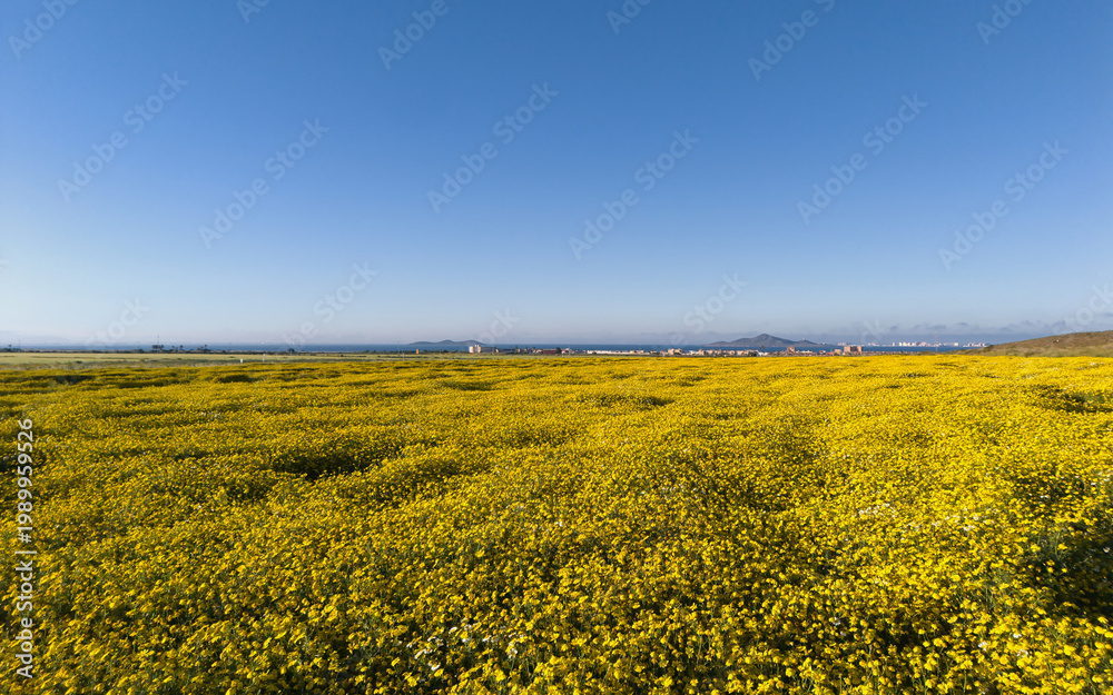 Fototapeta premium Aerial view of yellow wildflower field under blue sky in Murcia, Spain