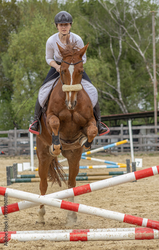 junge Frau reitet einen Fuchs beim Gymnastik-Springen frontal über eine Reihe mit bunten Stangen im Frühjahr auf dem Springplatz