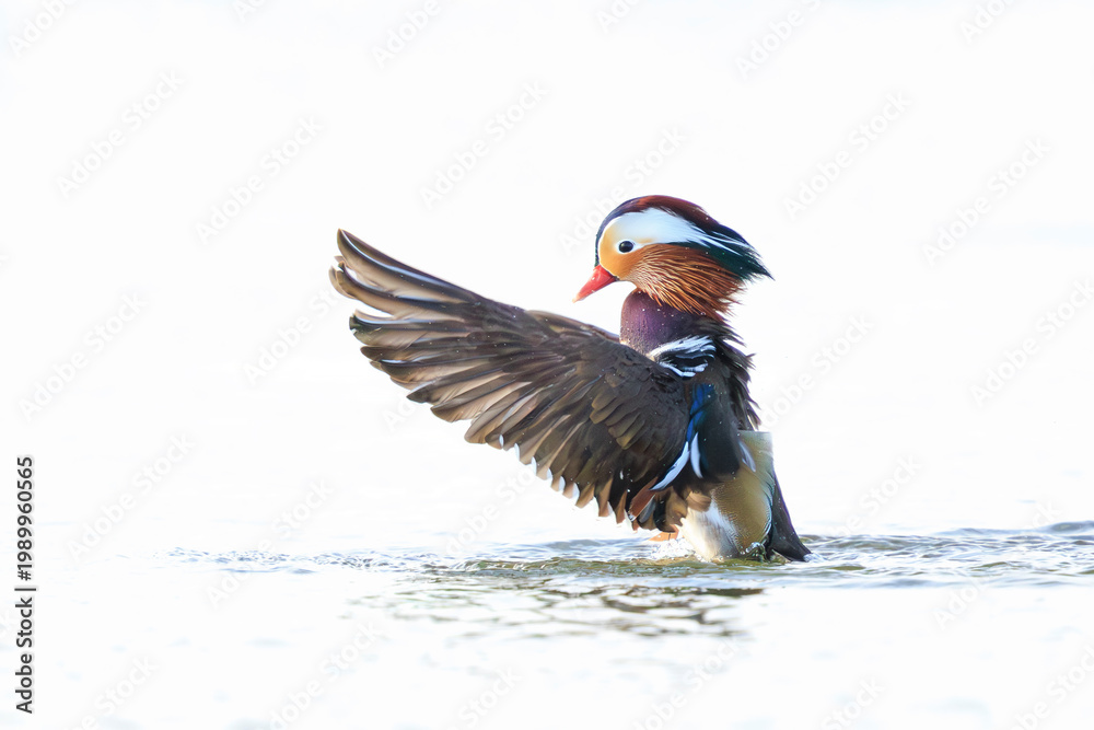 Fototapeta premium Mandarin duck, Aix galericulata, male