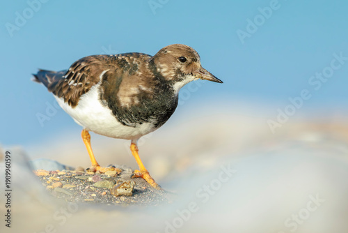 Rubby turnstone, Arenaria interpres, wader bird in winter plumage