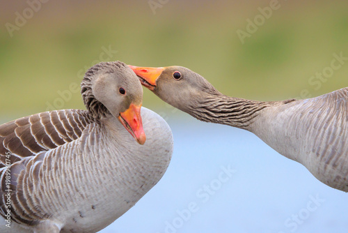 Tableau sur toile Greylag goose Anser Anser washing