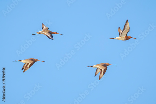 Black-tailed godwit Limosa Limosa in flight