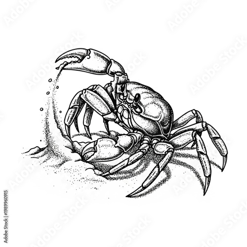 Scrab Claw Shell Marine Animal.