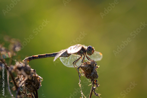 Fotografija Vagrant darter male Sympetrum vulgatum resting