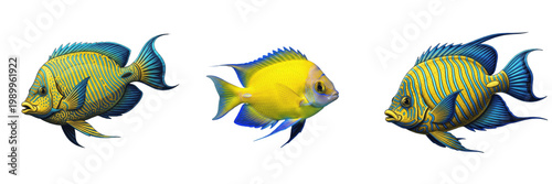 Billede på lærred Set and collection of yellow and blue tropical reef fish isolated on white trans