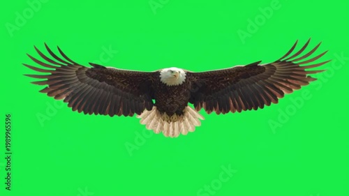 Majestic bald eagle in flight with wings spread wide against a solid green screen background for chroma keying