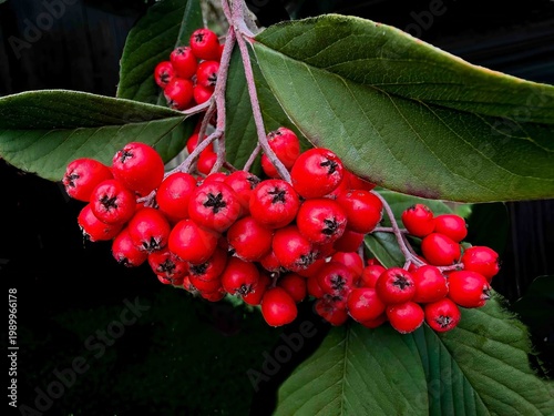 Wallpaper Mural Red Cluster Berries on a bush in Salem Oregon with a black background Torontodigital.ca