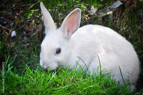 White Rabbit Sitting on Grass - Toronto Zoo