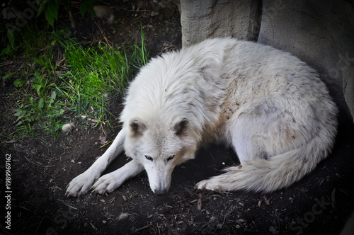 Arctic Fox Resting in Shade - Toronto Zoo