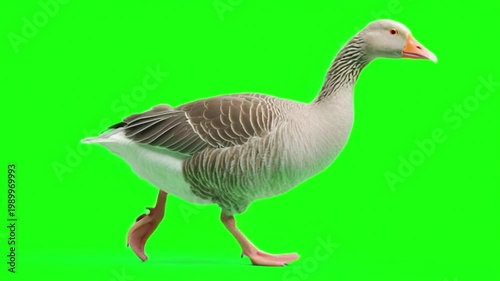 A goose walking on a vibrant green screen background, perfect for chroma key compositing and video editing projects