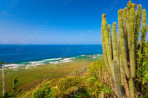 Coastal Landscape with Cactus and Ocean View - Cuba Caribbean