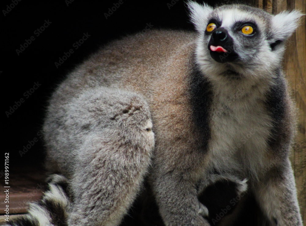Fototapeta premium Ring tailed lemur