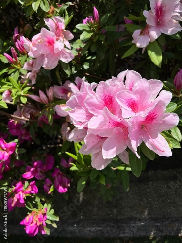 春のツツジが咲く風景