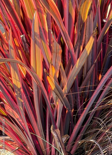 Wallpaper Mural Dramatic backlighting on a New Zealand Flax plant (Scientific name Phormium tenax} found in a garden in Salem Oregon,  Dramatic colorful backlight Torontodigital.ca