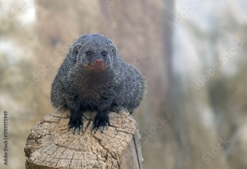 Tableau sur toile The banded mongoose (Mungos mungo)