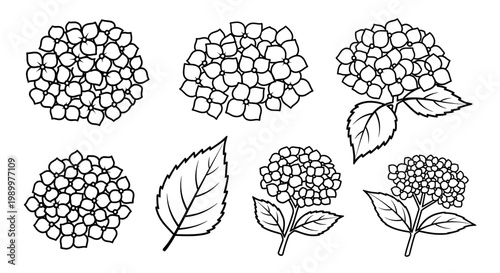 Hydrangea icon set isolated on transparent background – hydrangea flower silhouettes