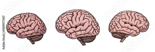 Human Brain Anatomy Side View PNG, Nervous System Medical Illustration, Biological Cerebral Organ Clipart, Internal Body Graphic Design Element, Healthcare Science Education Art