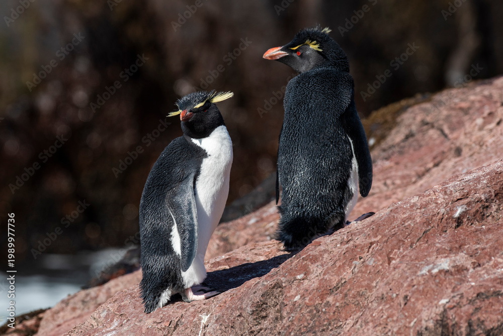 Obraz premium Rockhopper Penguin in Penguin Island,Puerto Deseado, Santa Cruz Province, Patagonia Argentina