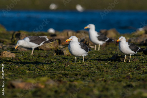 Kelp Gull, Puerto Deseado Nature Reserve, Santa Cruz, Patagonia, Argentina.
