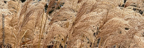 Wallpaper Mural Zebra grass ( Miscanthus sinensis 'Zebrinus' ). Poaceae perennial plants Torontodigital.ca