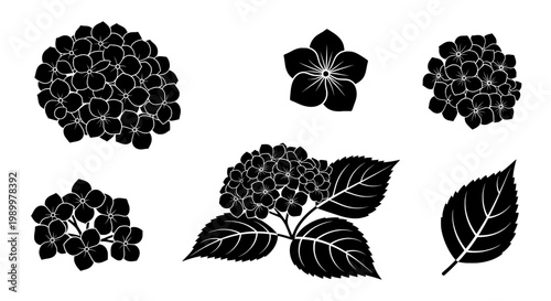 Hydrangea silhouette set isolated on transparent background – black hydrangea flowers