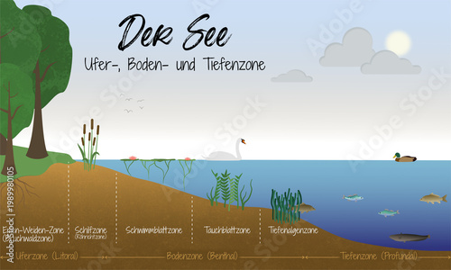 Ökosystem See – Zonen eines Sees – Litoral, Benthal, Profundal