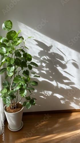 Indoor green plant in white pot casting shadow on wall with no people