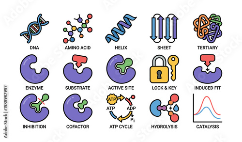 Enzyme and protein icons showing enzyme activity on white