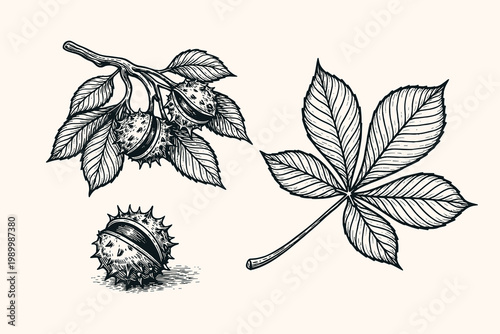 Photos Chestnut branch and leaf doodle vector illustration with hand drawn burr nut bot