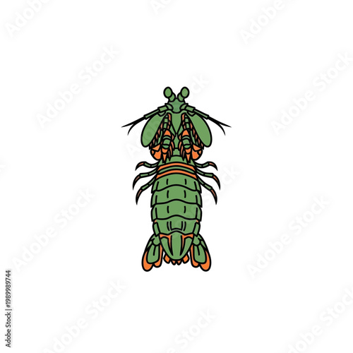 Clean vector illustration of a vibrant mantis shrimp, a fascinating marine crustacean, presented as a detailed green and orange sea life icon