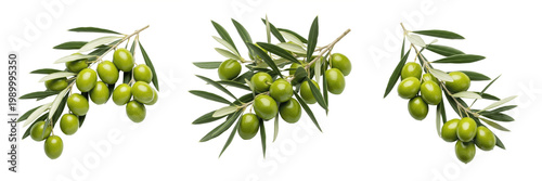 Fresh Green Olives on Branch PNG, Healthy Mediterranean Food Clipart Illustration, Organic Olive Oil Source Graphic, Natural Botanical Design Element, Culinary Greek Art