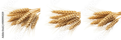 Golden Wheat Stalks Bundle PNG, Organic Cereal Grain Clipart Illustration, Agricultural Harvest Graphic, Healthy Whole Grain Design Element, Natural Autumn Flour Source Art