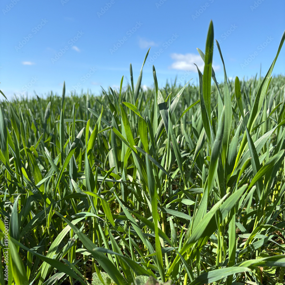 Obraz premium Crop of Winter Wheat in early April, North Yorkshire, England, United Kingdom