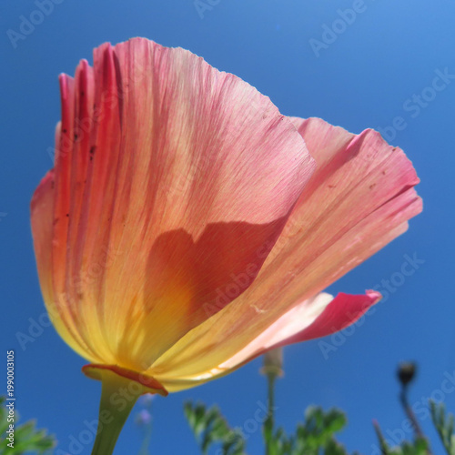 日本で春にポピーがピンクとオレンジ色の花を咲かせています