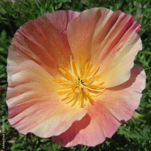 日本で春にポピーがピンクとオレンジ色の花を咲かせています