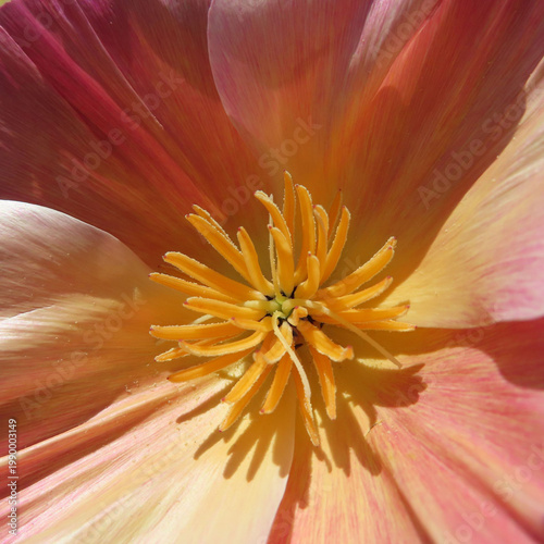 日本で春にポピーがピンクとオレンジ色の花を咲かせています