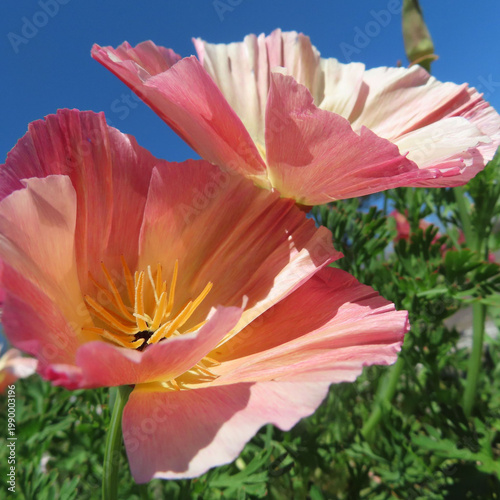 日本で春にポピーがピンクとオレンジ色の花を咲かせています