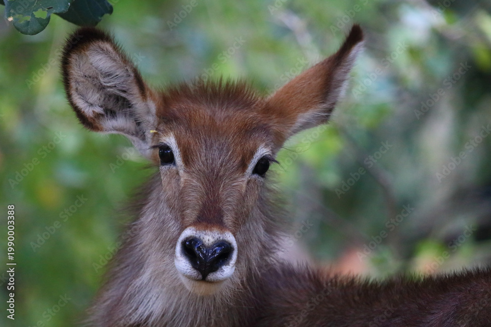 Fototapeta premium Wasserbock / Waterbuck / Kobus ellipsiprymnus