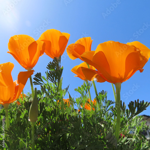 日本で春にポピーがピンクとオレンジ色の花を咲かせています