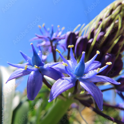 日本で春にシラーペルビアナが紫色の花を咲かせています