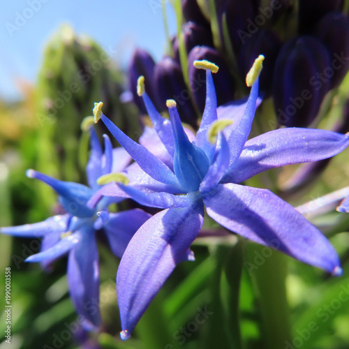 日本で春にシラーペルビアナが紫色の花を咲かせています