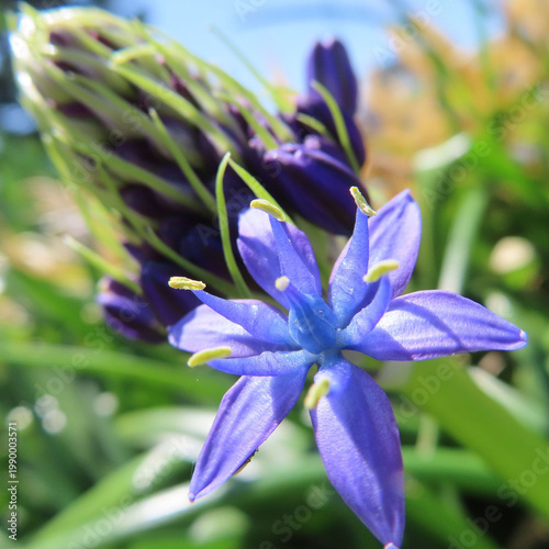 日本で春にシラーペルビアナが紫色の花を咲かせています