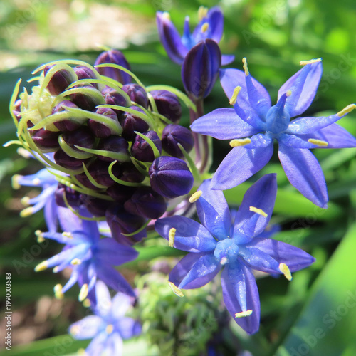 日本で春にシラーペルビアナが紫色の花を咲かせています