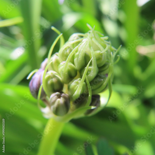 日本で春にシラーペルビアナが紫色の花を咲かせています